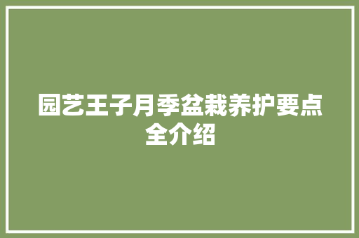 园艺王子月季盆栽养护要点全介绍