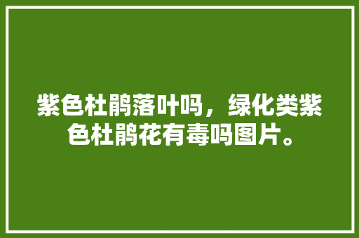 紫色杜鹃落叶吗，绿化类紫色杜鹃花有毒吗图片。