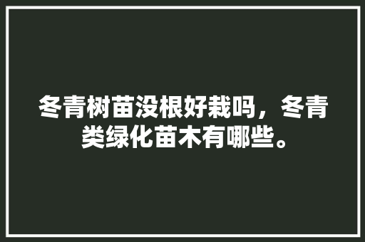 冬青树苗没根好栽吗，冬青类绿化苗木有哪些。