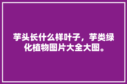芋头长什么样叶子，芋类绿化植物图片大全大图。