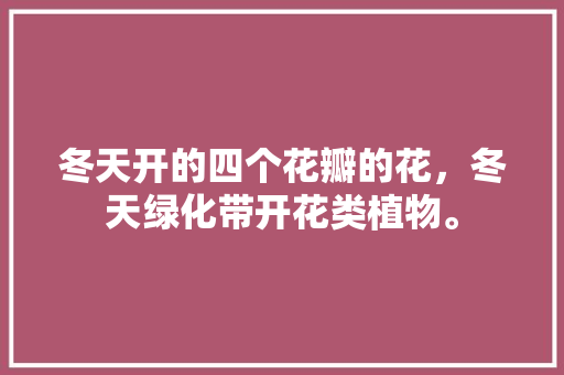 冬天开的四个花瓣的花，冬天绿化带开花类植物。