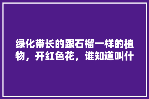 绿化带长的跟石榴一样的植物，开红色花，谁知道叫什么名字啊，绿化香蕉能吃吗。  第1张 绿化带长的跟石榴一样的植物，开红色花，谁知道叫什么名字啊，绿化香蕉能吃吗。 栽培技术