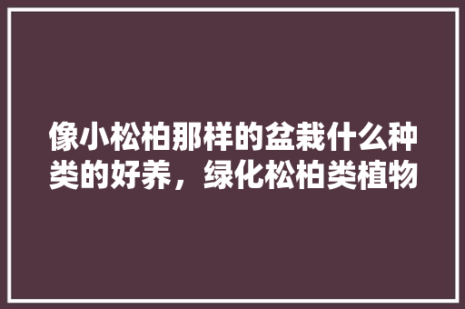 像小松柏那样的盆栽什么种类的好养，绿化松柏类植物图片大全大图。