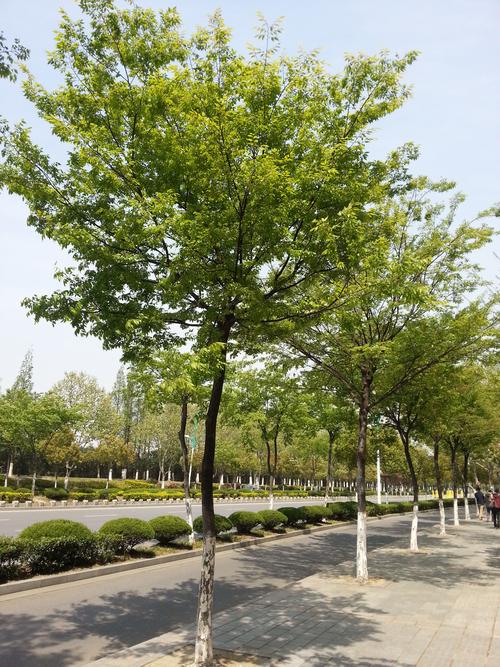 一般马路两边的绿化树是什么树，公路绿化都是什么树类种的。