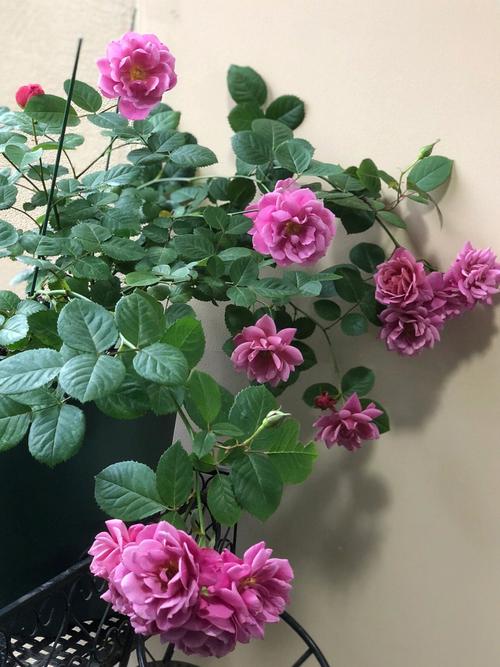 月季葵的优缺点好养吗，绿化葵花。