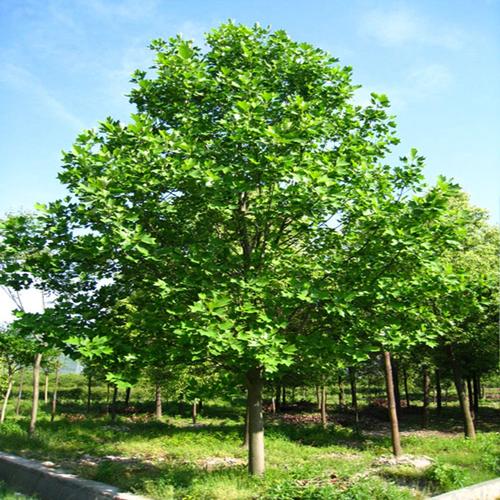农田可以用来种树吗，稻田是不是绿化树类植物。