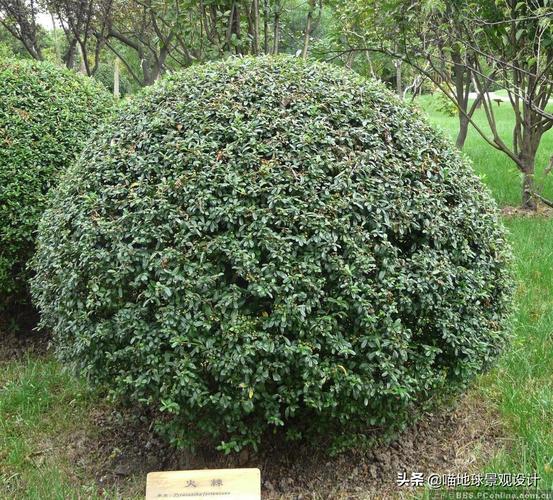 北方球类植物，绿化球类属于哪类植物。