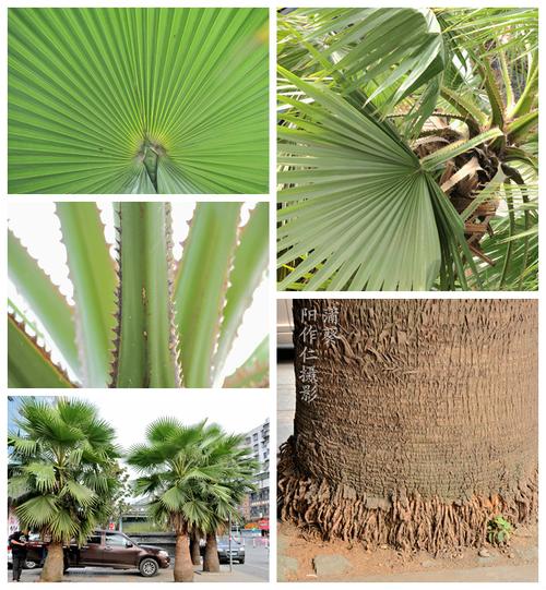有多少植物名称带葵字，绿化葵类植物图片大全。