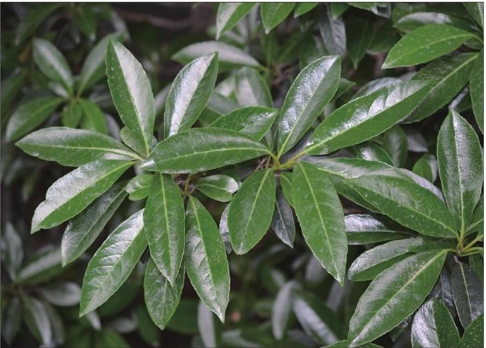 亚热带种植比较值钱的树种，绿化类麻叶珊瑚有毒吗。
