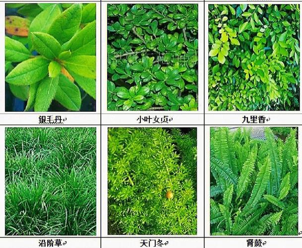 绿化带一般用什么植物，绿化带算什么地类植物。