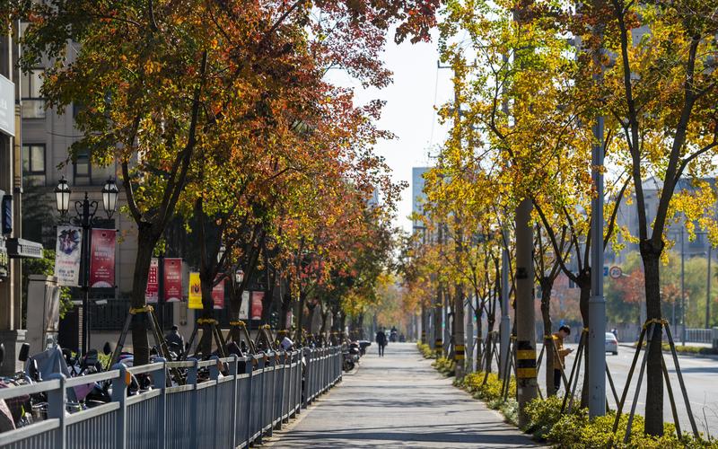 上海的马路两旁一般都种什么树，上海绿化用的什么树类树种。