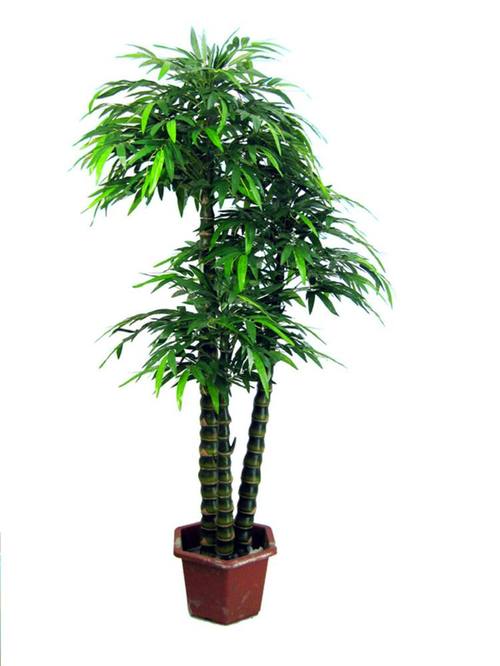盆栽竹子竹子有哪些品种，绿化竹类植物有哪些。
