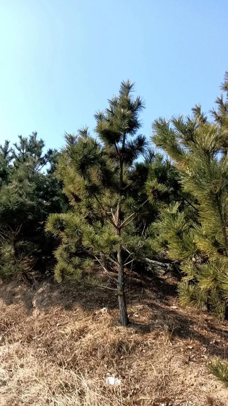 适合东北的绿化苗木有哪些，绿化苗木种类。