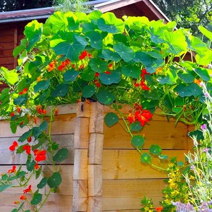 喜阴爬墙植物排名，四类住宅垂直绿化效果图。