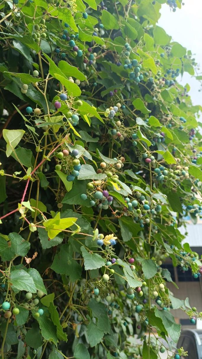 什么藤的种子可以盘，绿化带绿植藤蔓类植物有哪些。
