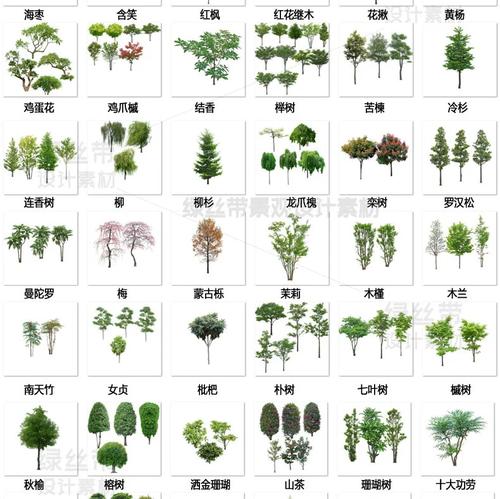 常见园林绿化树种有哪些种类，绿化类树木有哪些品种图片。