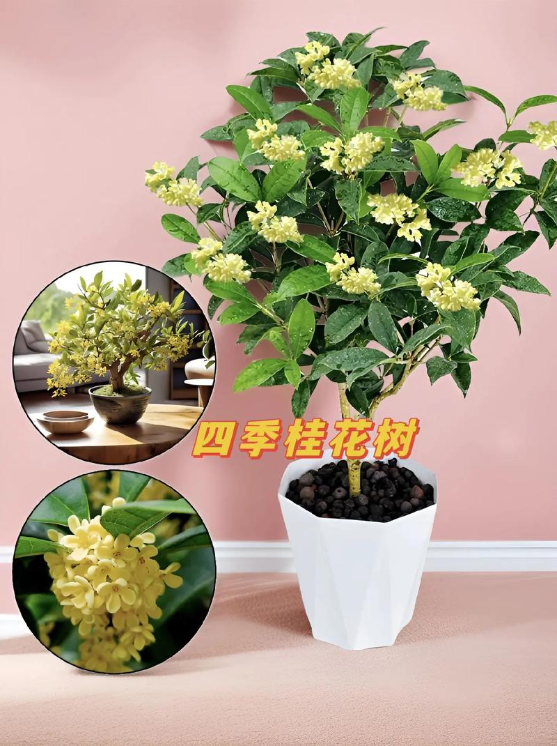 小区种桂花树的好处，小区绿化芳香类的植物有哪些。