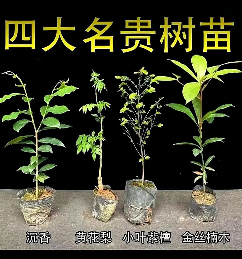杭州四大园林,杭州绿化都有什么树类名称。 栽培技术 杭州四大园林,杭州绿化都有什么树类名称。 第2张 杭州四大园林,杭州绿化都有什么树类名称。 栽培技术