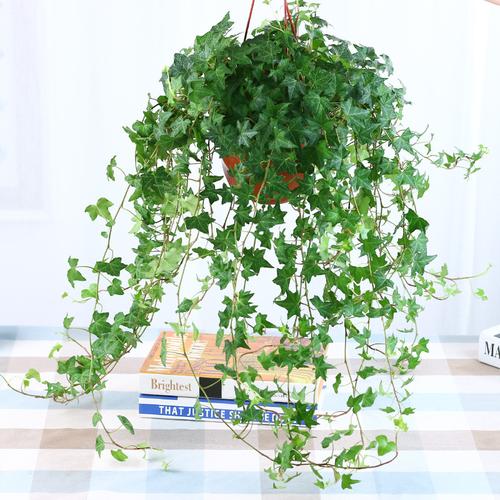垂直绿化的六种做法，垂直绿化的藤类植物图片大全。